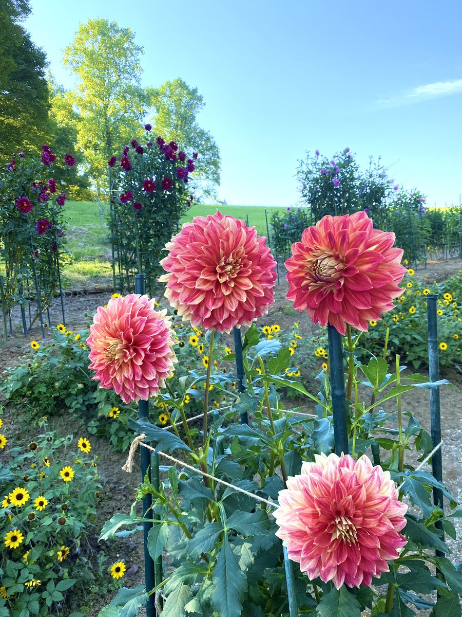 こんばんは✨

いばらきフラワーパークにて🌳
🌺ダリア🌺

今日も一日お疲れ様でした🌃

#花写真
#写真好きな人と繋がりたい
#TLを花でいっぱいにしよう