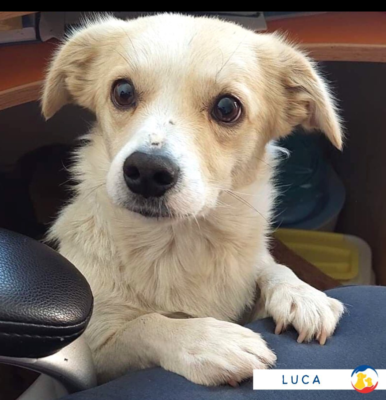 OubliesRoumanie's tweet photo. #adoption #chien #sosdog
LUCA rejoint notre famille de protégés à l'adoption🐕
Agé d'environ 2 ans, c'est un chien très affectif qui adore les câlins
Il devrait rapidement faire chavirer un cœur 🥰
👉Adopter : https://t.co/uQ7MjTuhSf https://t.co/WbuyJ9miF4
