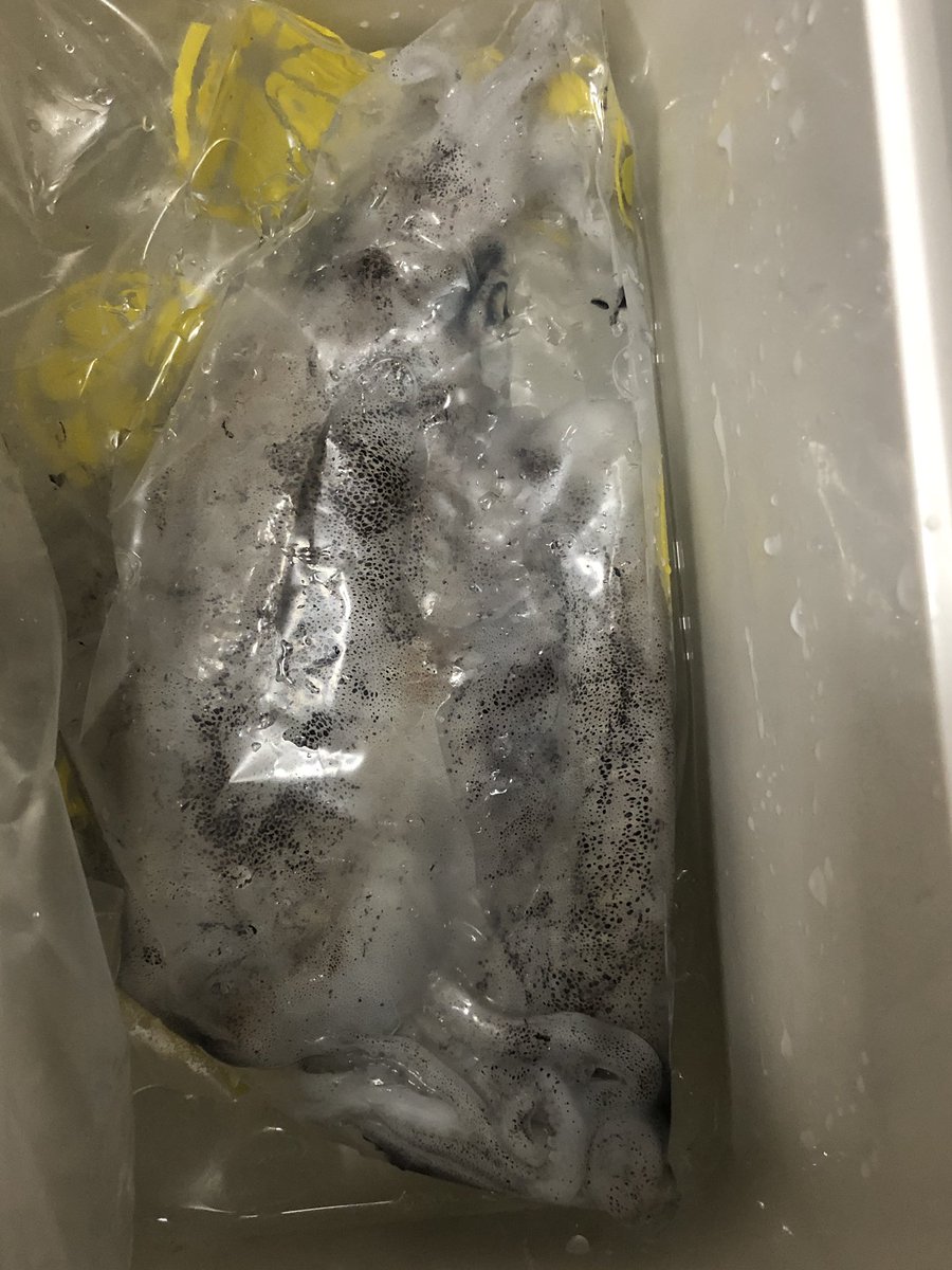 昨夜のエギングは3杯🦑
風あり、流れ無しで厳しく修行のようやった。1番サイズの良かったイカを抜き上げでバラしてかなりショック受けた。