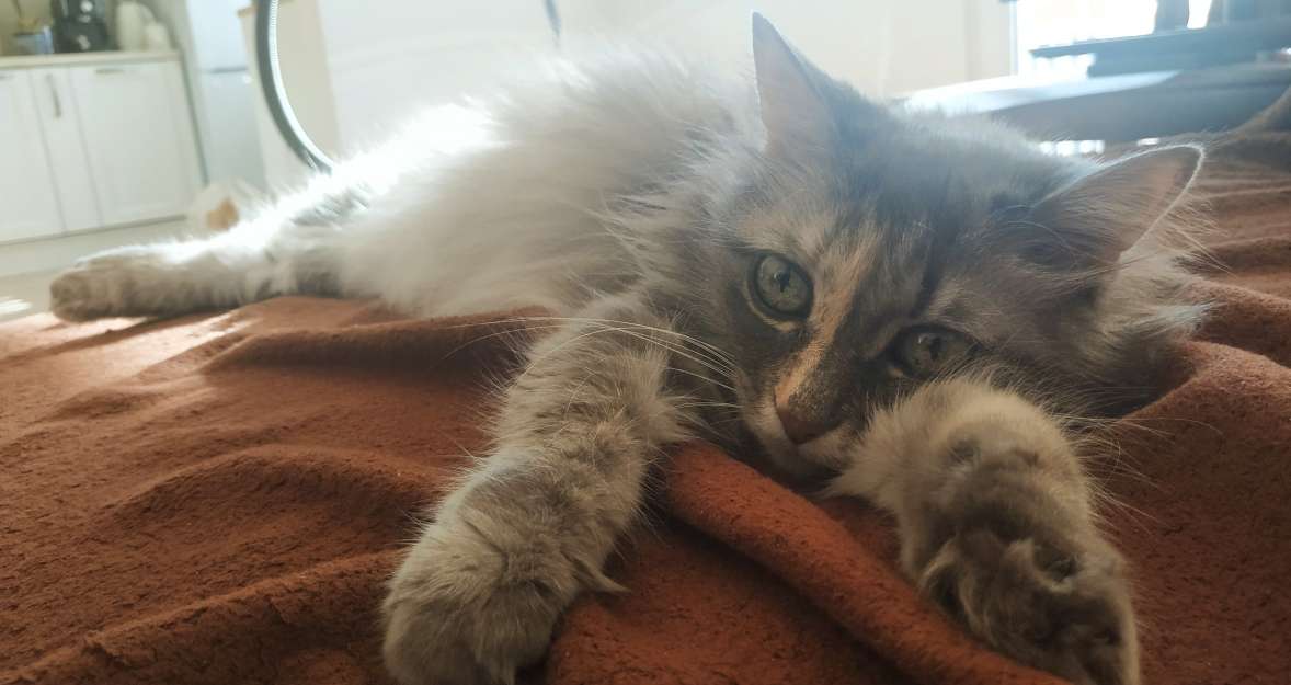 SparklesDogs tweet media