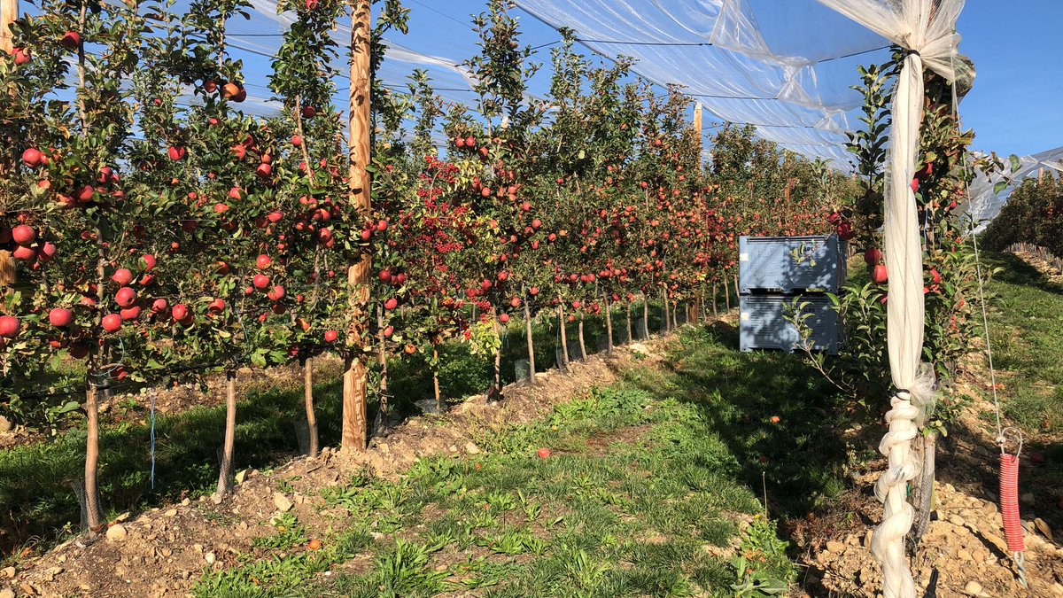 AgenceLaparra's tweet photo. Belle journée d'échanges entre producteurs et clients dans les vergers Envy de Blue Whale à Sisteron ! 😁
#laparra #pommesbluewhale #envy #pommes #grossistes #marchederungis #rungis #minderungis #monloup https://t.co/y4rGiJx5AJ