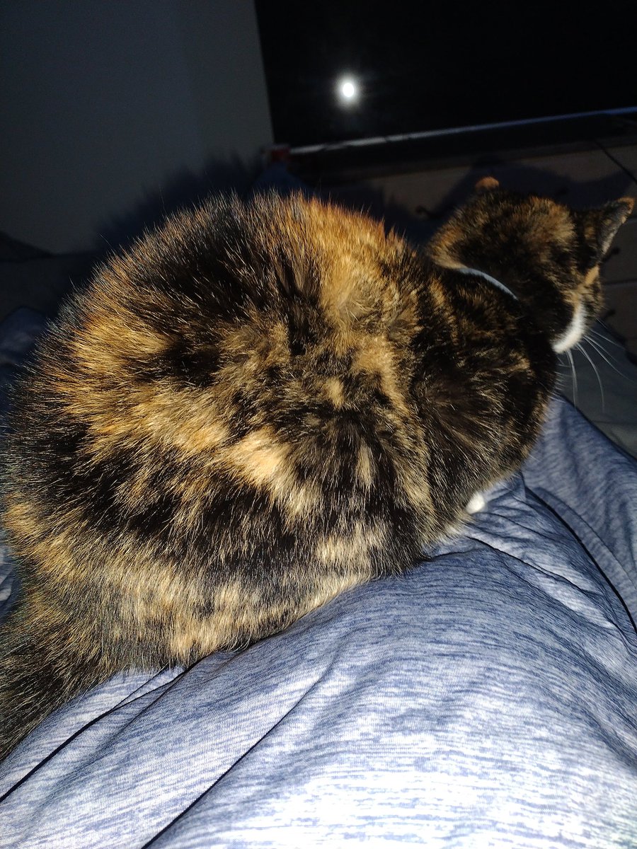 d0mogeddon's tweet photo. Morning sits
#CatsOnTwitter #streamerscat #calico #streampartner #Sour #sweet #kitty https://t.co/8T61hUOru3