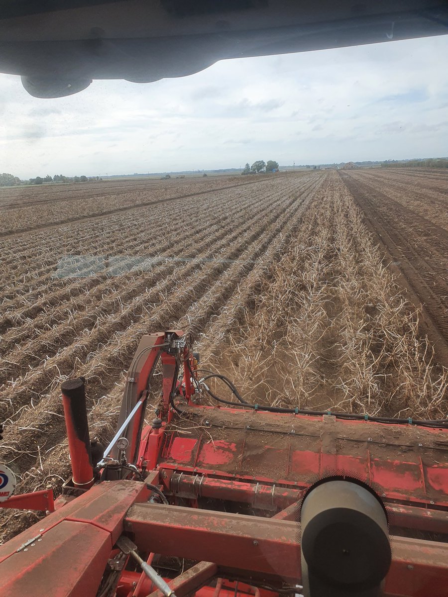 1 more round then you know it's near the end 4 trial plots left to lift  hopefully the others will get done today as well.