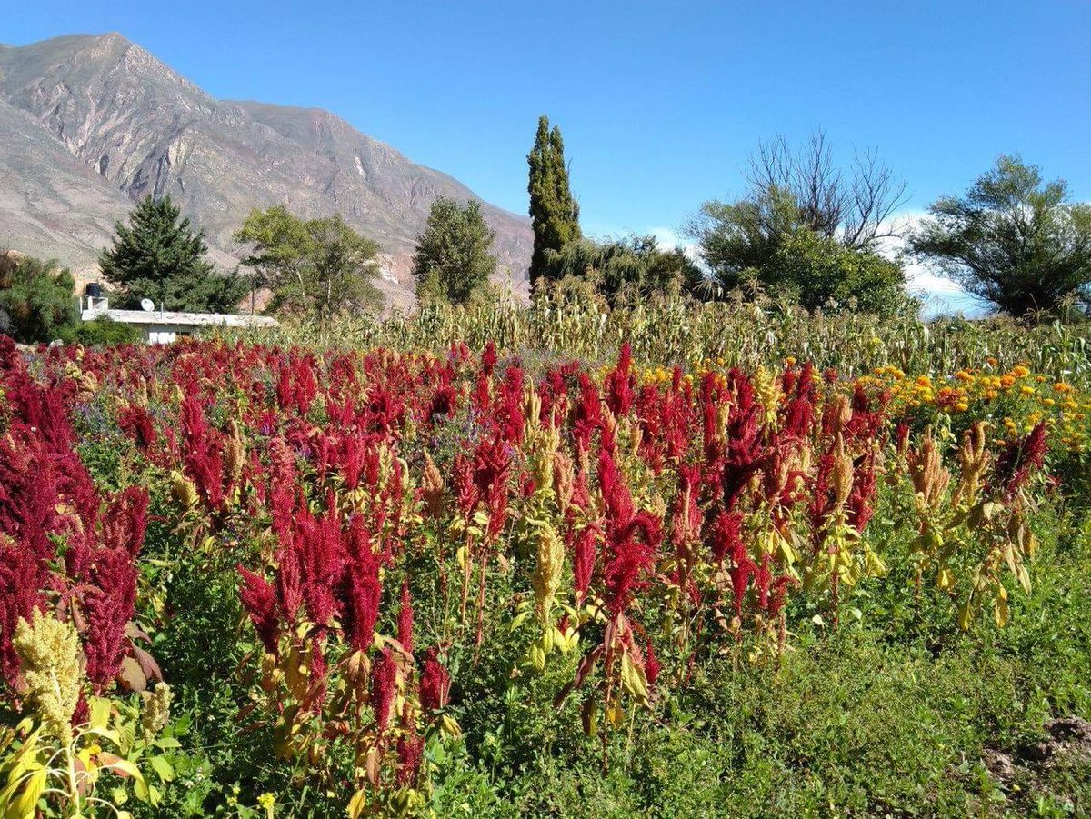 cauqueva's tweet photo. CAUQUEVA se suma a la promoción de la Agroecología en Jujuy
En el marco del lanzamiento del Nodo Territorial Agroecológico (NAT), organizado por la Universidad Nacional de Jujuy, de la mano de la Facultad de Ciencias Agrarias y distintos sectores sociales: https://t.co/hK2Nq0bhSN https://t.co/RlY0IsI0TX