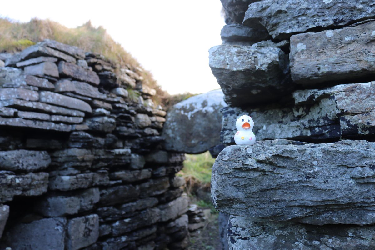 Kirstymill's tweet photo. #Archaeoduck has been out and about! Yesterday he visited Boroughston Broch on #Shapinsay. He enjoyed exploring it and was impressed by how well preserved it is. He even saw some seals off the shore. He thinks they were keeping an eye on the broch #Archaeology #IronAge #Orkney https://t.co/X5LFibQ4Nr