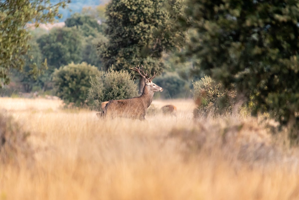 FBiodiversidad's tweet photo. Los beneficios brutos que aporta la Red #Natura2000 se estiman en 9.805 millones de € al año, es decir, 7,5 veces más que los costes estimados para su mantenimiento.

La protección de la #Biodiversidad también proporciona beneficios económicos.

Sin ecología💚 no hay economía💸 https://t.co/36lSzTJd2h