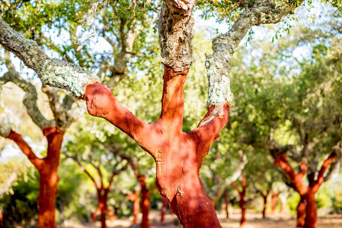 FBiodiversidad's tweet photo. Los beneficios brutos que aporta la Red #Natura2000 se estiman en 9.805 millones de € al año, es decir, 7,5 veces más que los costes estimados para su mantenimiento.

La protección de la #Biodiversidad también proporciona beneficios económicos.

Sin ecología💚 no hay economía💸 https://t.co/36lSzTJd2h