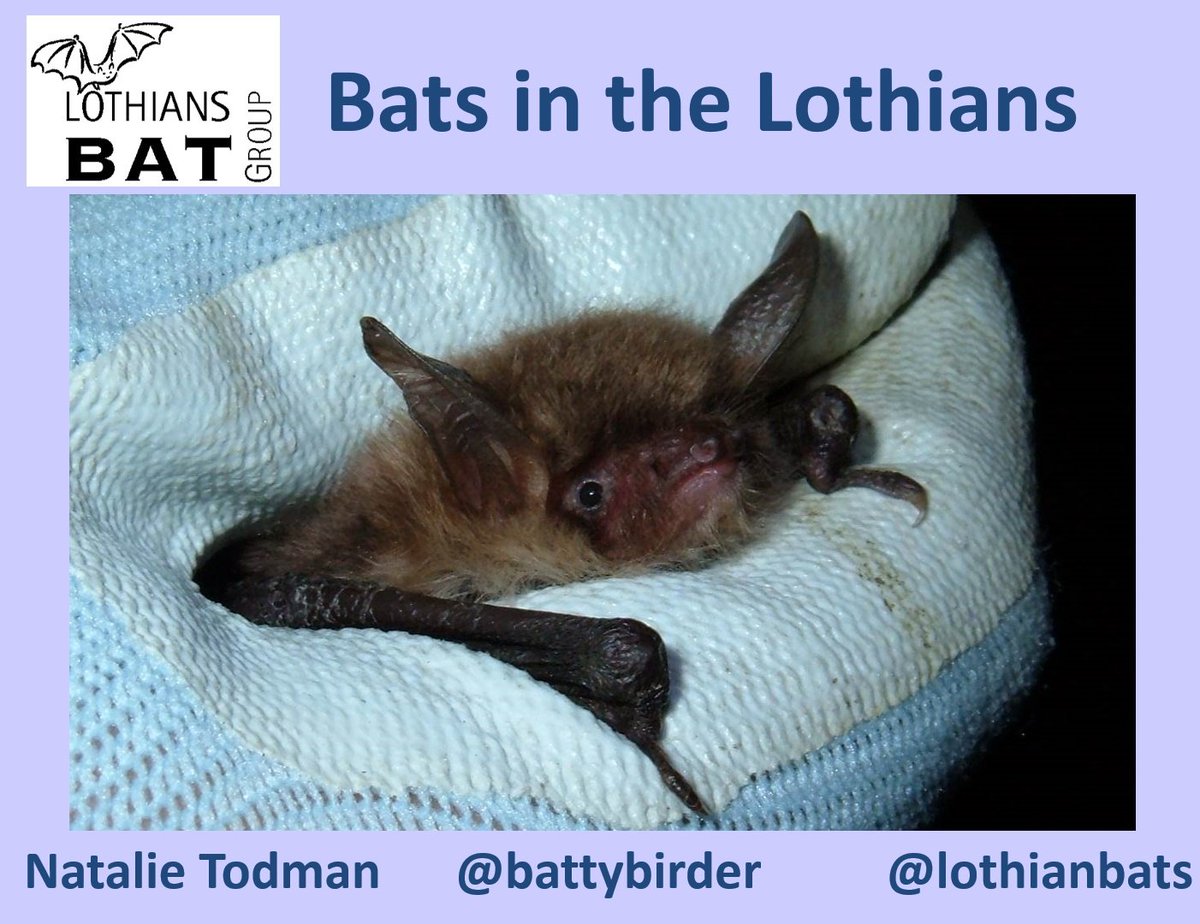Looking forward to putting on my @lothiansbats hat tonight and talking to the lovely folk of the @EdinburghNats all about 'Bats of the Lothians' 🙂
#bats #lovebats #BatsNeedFriends #BatsAreAwesome @_BCT_