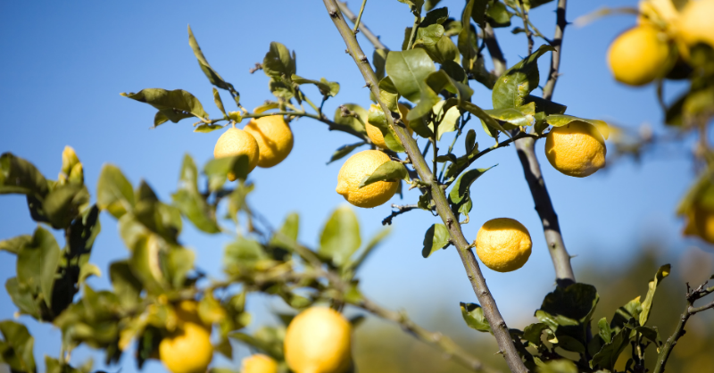 BASF_AgroES's tweet photo. 🍋🍊 Los cítricos son el principal cultivo frutal, a nivel mundial, con una producción de más de 137M de toneladas y, actualmente, España es el sexto país que más cítricos en fresco produce y el primero en la exportación mundial de naranjas, mandarinas y limones. https://t.co/njlpyCkqkl