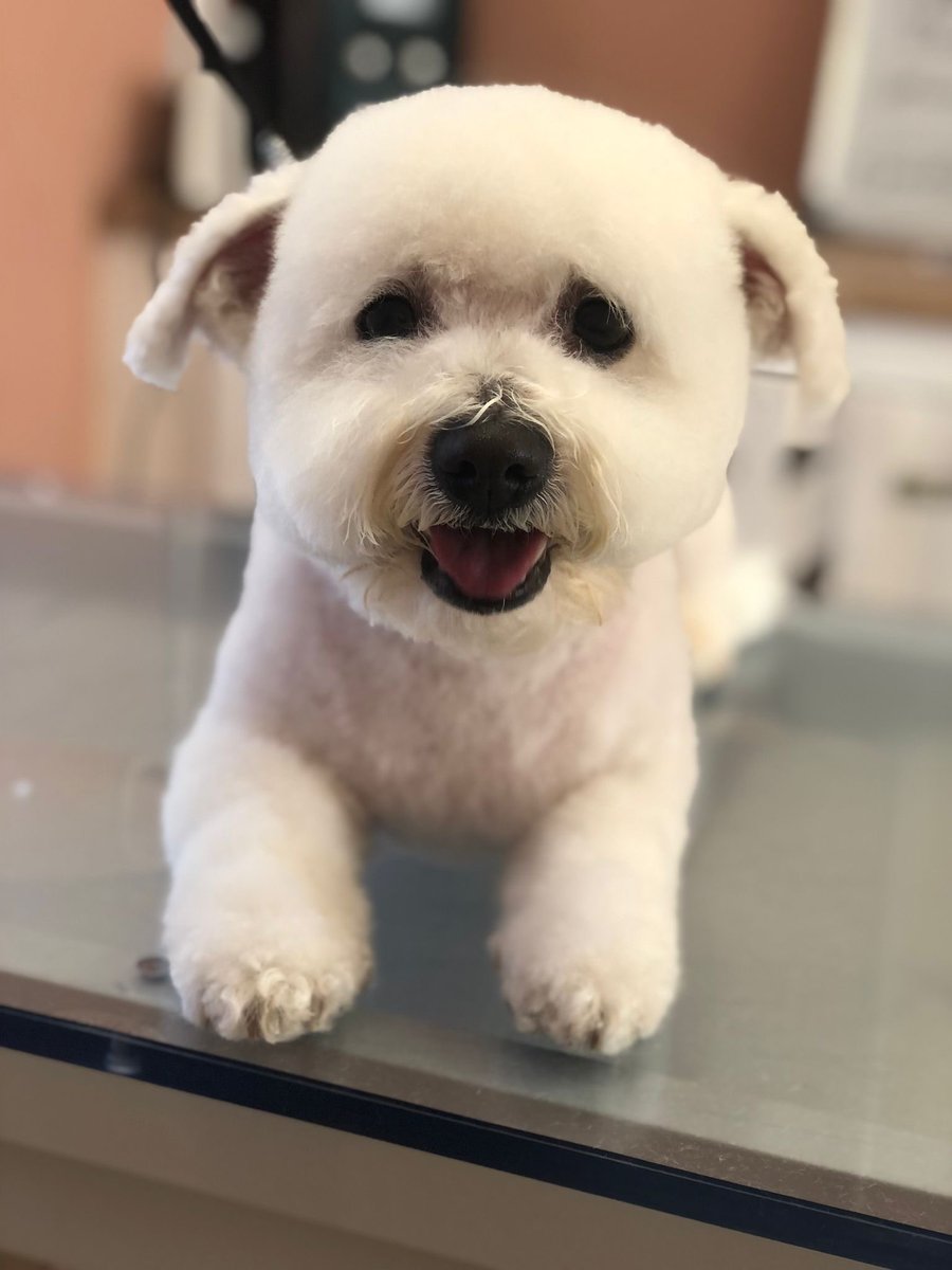 MaddysMutts's tweet photo. Bertie the little cloud looking very cute in his short manageable trim. Groomed by Sammy 🐶🐾 https://t.co/84knALPr2M