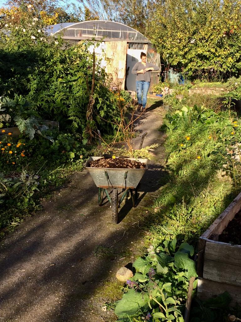 HarmonyGG's tweet photo. Another great week at Harmony Gardens! Our lovely volunteer, Chen, has been busy preparing beds, planting garlic and pruning the jasmine. There's always something to do! 😀 https://t.co/driVdwM1xZ