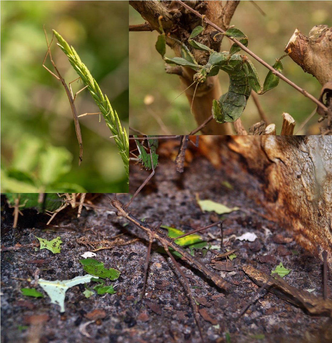 ot_pays_de_gex's tweet photo. 🔸 Le Saviez-vous ❓🔸 Et non, ne vous détrompez pas ! Vous êtes bien entrain de regarder un #insecte, le #phasme, et non un végétal.  Sa particularité est de se fondre dans le paysage. C'est le champion de la dissimulation 🏆  📸 © PetrGanaj © sandid ©andreasmetallerreni https://t.co/v4eTzjnLSc