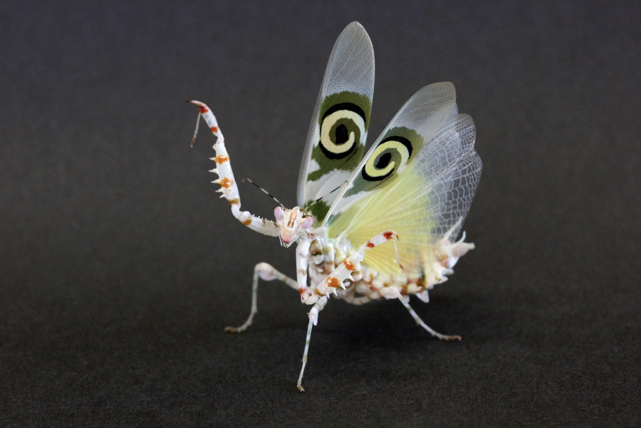 アフリカメダマカマキリ　ペア　立体標本 アフリカメダマカマキリ ペア 立体標本 - メルカリ