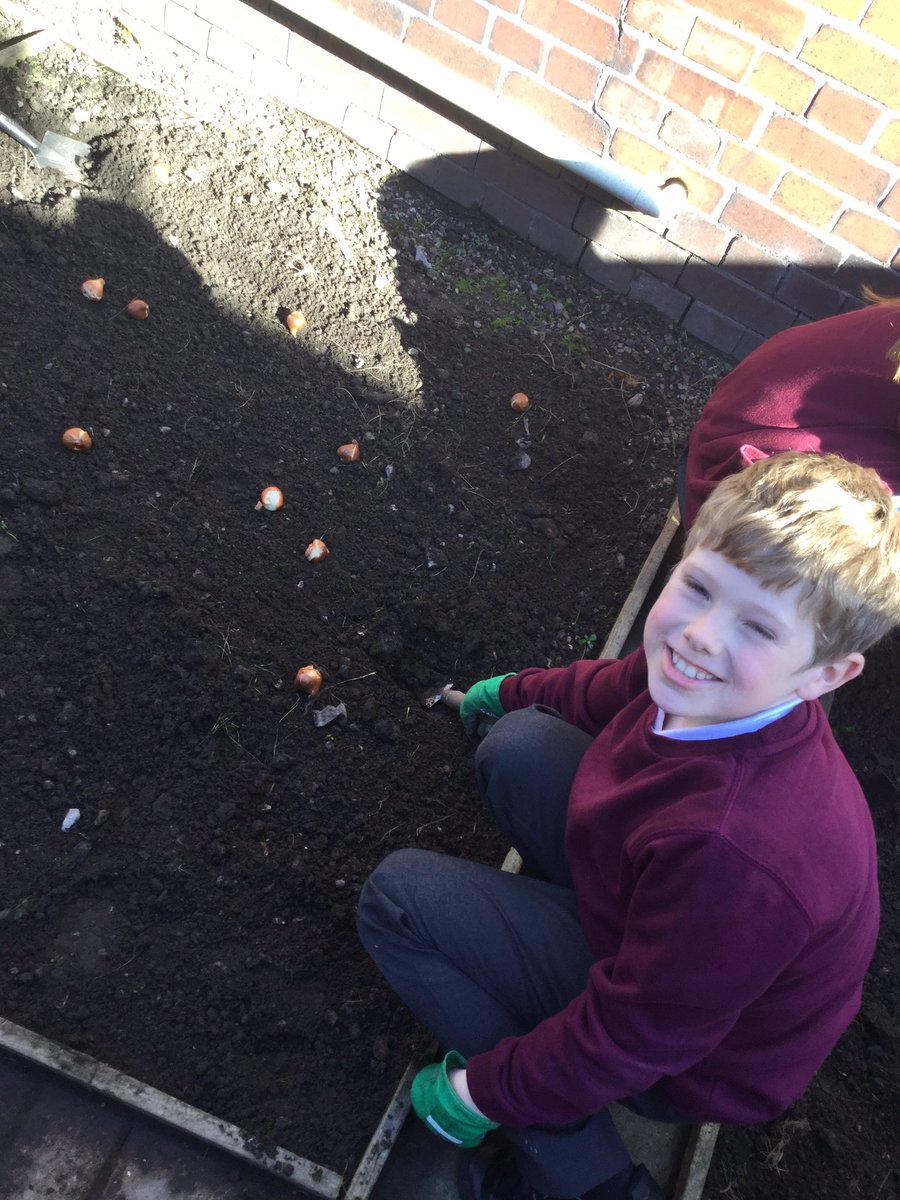 EllisonPrimary's tweet image. Our gardening club took advantage of the beautiful weather yesterday by planting tulip and daffodil bulbs. We can’t wait to see what they look like in the spring! #EllisonCommunity #Ellisonclubs