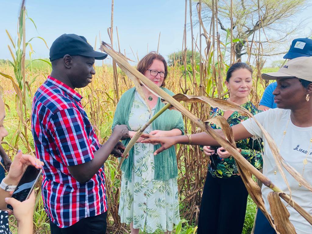 FIDAfriqueOuest's tweet photo. La délégation de la Norvège à la découverte des champs de mil des jeunes producteurs ruraux de Niakhar dans la région de Fatick au #Senegal . @leFIDA @BjorgSandkjaer @WConnectFarmers https://t.co/PpIkGJi9jc