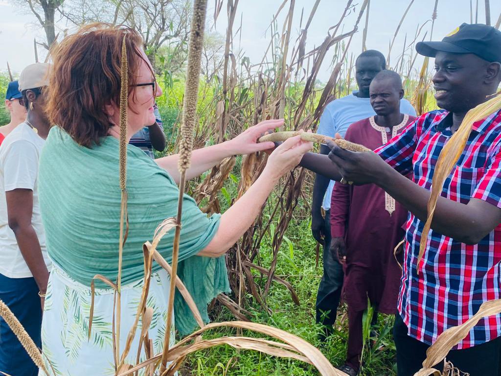 FIDAfriqueOuest's tweet photo. La délégation de la Norvège à la découverte des champs de mil des jeunes producteurs ruraux de Niakhar dans la région de Fatick au #Senegal . @leFIDA @BjorgSandkjaer @WConnectFarmers https://t.co/PpIkGJi9jc