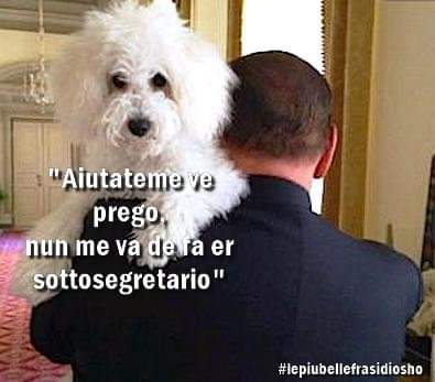 lefrasidiosho's tweet photo. Pure Dudù in lizza per una poltrona 
#Berlusconi https://t.co/9H3pDnWSXk