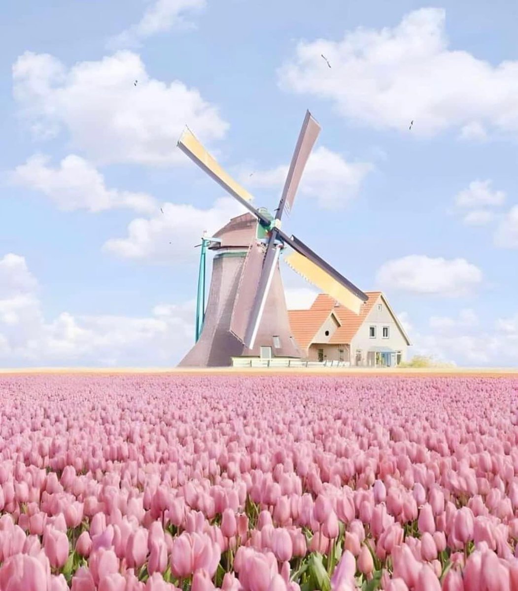 piinkibun's tweet photo. tulips paradise in netherlands https://t.co/64kodtUJpN