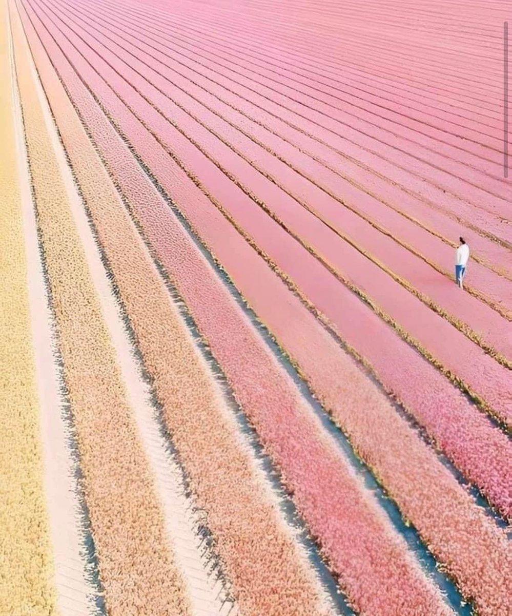 piinkibun's tweet photo. tulips paradise in netherlands https://t.co/64kodtUJpN