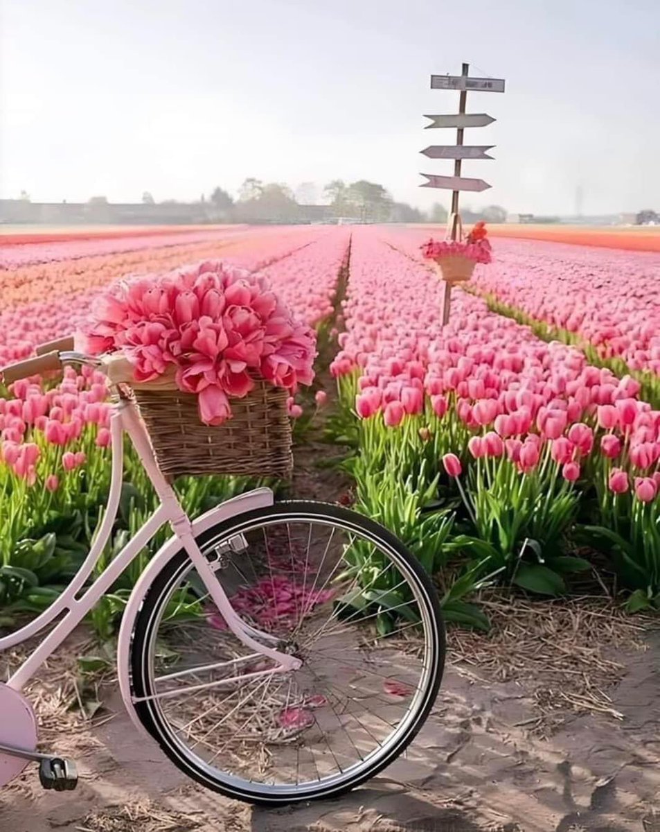 piinkibun's tweet photo. tulips paradise in netherlands https://t.co/64kodtUJpN