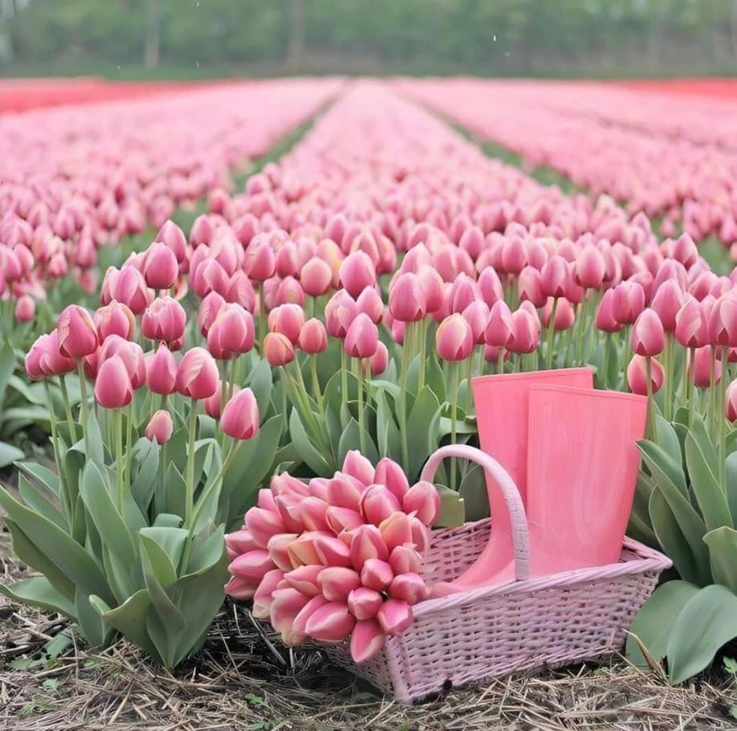 tulips paradise in netherlands