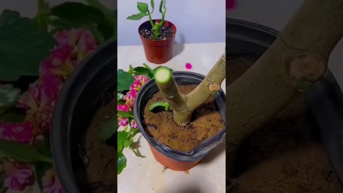 AllForGardening's tweet image. Easy propagation hack of any plants ...
 
#5minCraft #BalconyGardenD #EasyHack #EasyPropagation #GardenAtHome
 
allforgardening.com/255870/easy-pr…