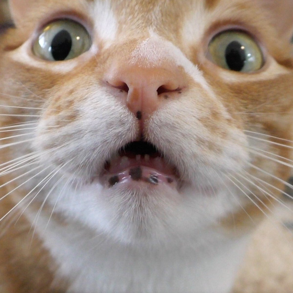 ColeTheBlackCat's tweet photo. We just told Marm that he's getting two new sisters...
...and that he's adopted too! π
#CatMindBlown #WhiskerWednesday #cats #gingercats #catoftwitter https://t.co/LP3jecnGZk