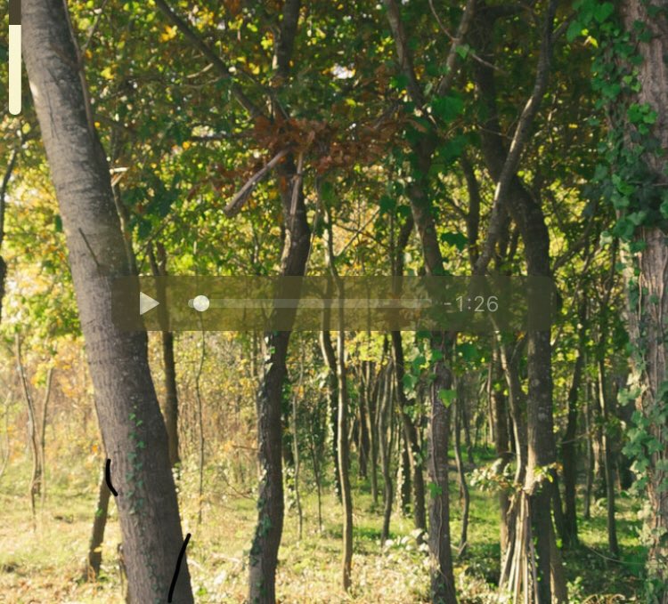 presentcorrect's tweet photo. Tree FM — listen to random forests around the world. https://t.co/4p4YEOU0YU https://t.co/c24tP4FAnh