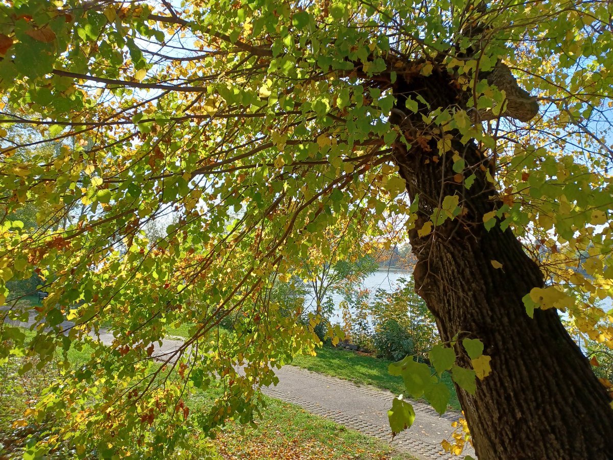 JochenKenneweg's tweet photo. Stabilität am Rhein https://t.co/rx92IrcEzW