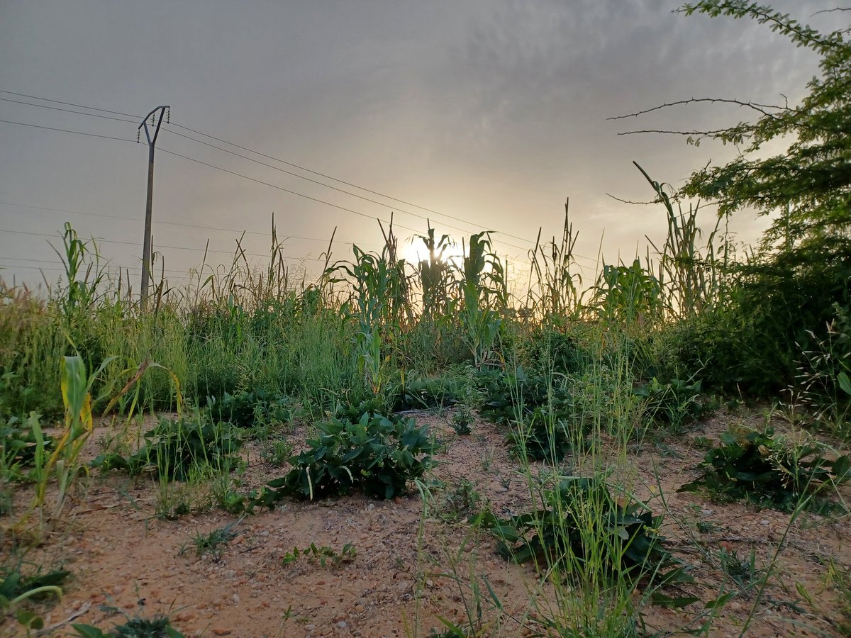 OmiMuktar's tweet photo. In the countryside, far from the soot and noise of Maradi city, there is a green village of Gobirawa.
#Kawkaye #Tibiri #Gobir
cc @Kabo227_ https://t.co/CqWQnEnIyU
