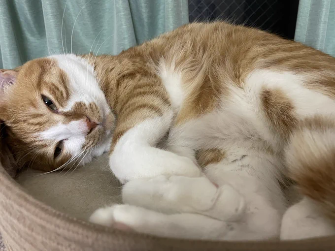 あとこれは猫ちゃんのモデルになったうちのやぬしくんです。去勢です。抱っこは苦手だけど人の上に乗るのは好きです。 