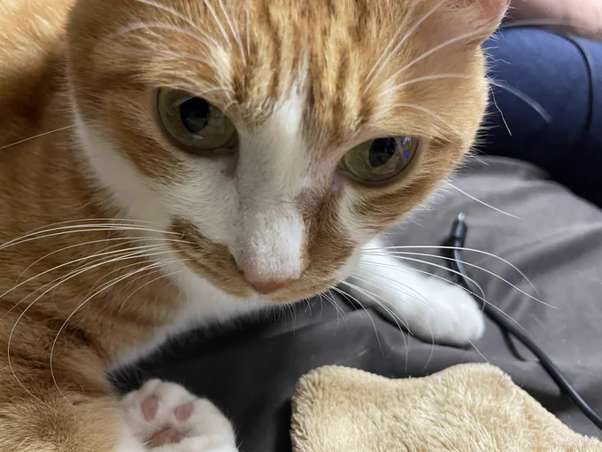 あとこれは猫ちゃんのモデルになったうちのやぬしくんです。去勢です。抱っこは苦手だけど人の上に乗るのは好きです。 