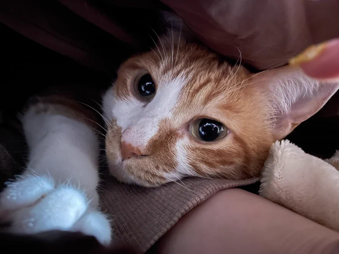 あとこれは猫ちゃんのモデルになったうちのやぬしくんです。去勢です。抱っこは苦手だけど人の上に乗るのは好きです。 