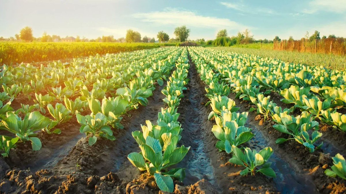 JournalofCESaRE's tweet photo. #DYK that 40% of the population in higher-income #Caribbean nations is reported to be food insecure? 

The #foodcrisis will affect individuals as well as the "longer-term growth prospects of countries within the region". 

Read more: https://t.co/wxB3uO8GVr https://t.co/aEhHVOsHfL