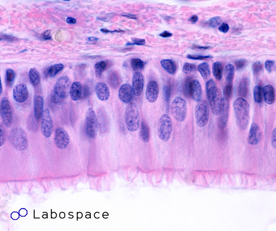 labospace's tweet photo. We know that histology and immunohistochemistry take up precious time in the lab. That's why we offer histology services so you can focus on other parts of your research project 🔬

Find out more about our histology services on our website: https://t.co/v64JKWLVuc https://t.co/V1ZPVTdEPA