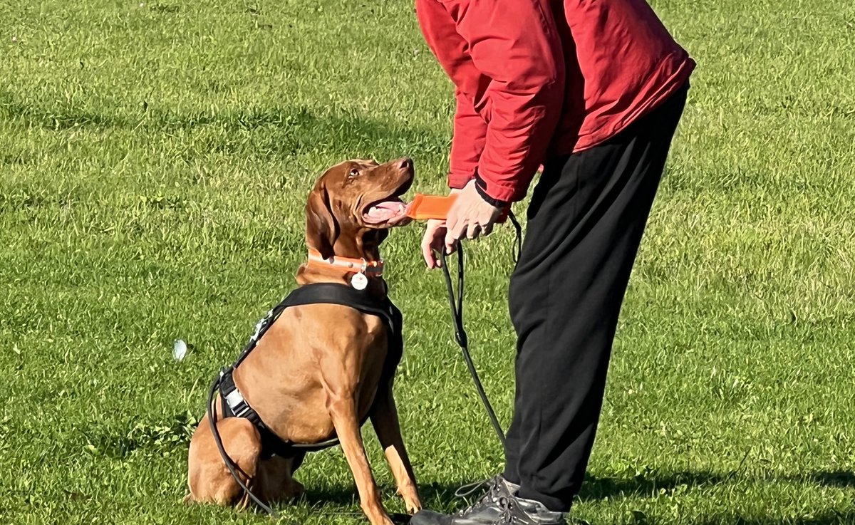Sunny day!  Out training a bit.  Here I am holding my position while dad has wandered off to the other side of the field to hide my dummy.  Behind me dog walkers are toddling past and I’m totally ghosting them. Focus! And retrieve! #dogs #dogsoftwitter #vizsla