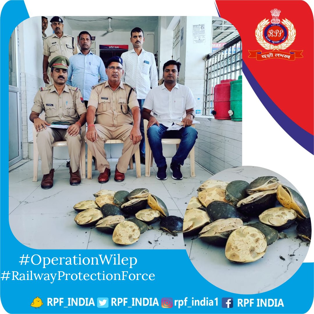 RPF_INDIA's tweet photo. Trafficking of wildlife is a crime against nature. Under #OperationWilep, #RPF &amp; #GRP Baliya rescued 15 "Sundari" turtles being trafficked, while checking  the Azamgarh Weekly Express and handed them over to Forest Department for onward action.
#SaveWildlife #SaveFuture
@rpfner https://t.co/svbySLKS0V