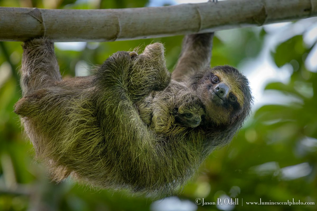Go on a #phototour with other Nikonians. Jason (drjay32) is organizing a photo safari to the Bocas del Toro region of Panama, April 2023. Image by Jason Odell (drjay32)
bit.ly/3VAVI3b 
#nikon #community #photography #learning