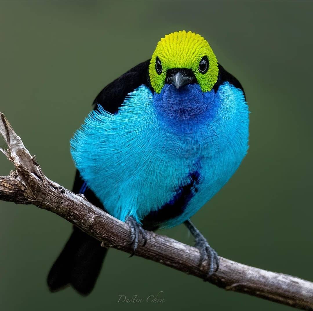 Paradise Tanager  🐦

📸dustinchen0728