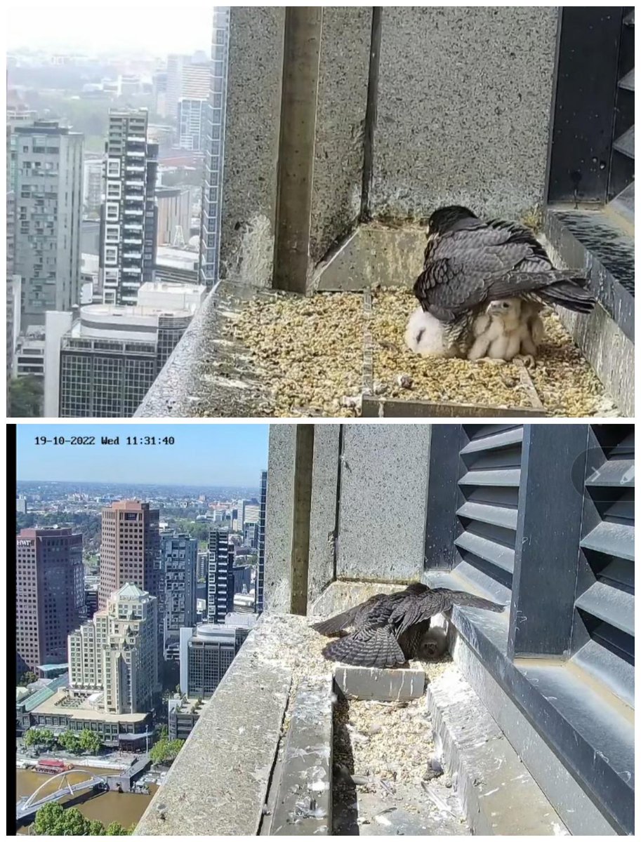 missyprim1's tweet image. Just an appreciation of the of the utilitarian "#FalconMumbrella"... in all weather. 
#FalconWatch #367CollinsFalcons