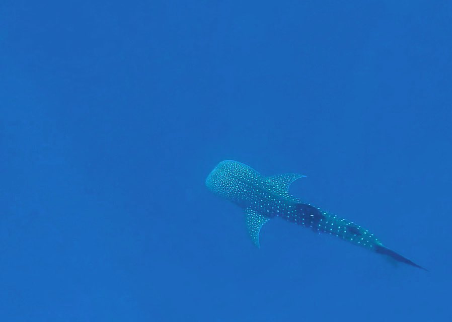 stephenjaynsley's tweet photo. They do exist! I seen one...this one! 🐋🦈
#padi #diveutila #utila #whaleshark #paditecrec #tecdiver #tecdiving #tecdive #TECutila #scuba #scubadiving #caribbean #shearwater #divemaster #apeks #dive #diver #diving #scubadiver #honduras #waterproofinternational #shark https://t.co/KYqUyS4256