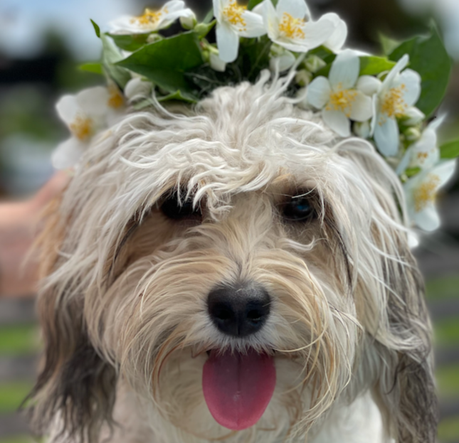 NTIF_AB's tweet image. Time to register – Early bird expiring - eepurl.com/ibJGbn