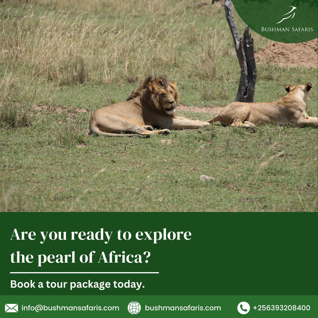 Get our itinerary now at 
zcu.io/pcw2 

#BushmanSafaris#pearlofafrica#africansafari#africansafariconnection#silverbackgorillas #wildlifesafari