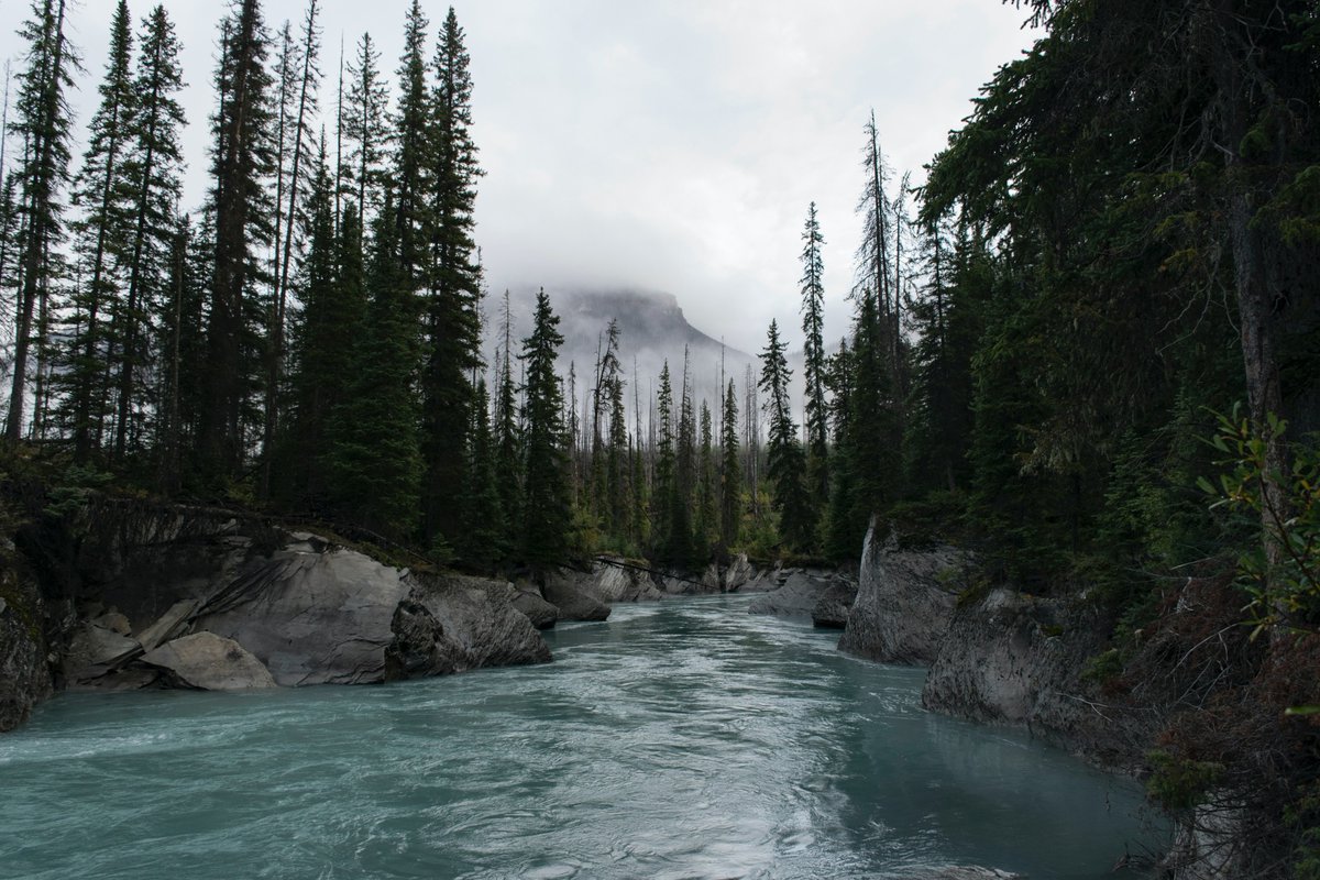 Did you know? About 7.5% of the world’s forests are in the United States; and altogether, U.S. forests cover over 800 million acres. 👏 <a href="/americasforests/">America's Forests</a> <a href="/ahec_europe/">American Hardwood</a>  <a href="/APAwood/">APA – The Engineered Wood Association</a> <a href="/ASoftwoods/">American Softwoods</a> <a href="/Southern_Pine/">SFPA</a>