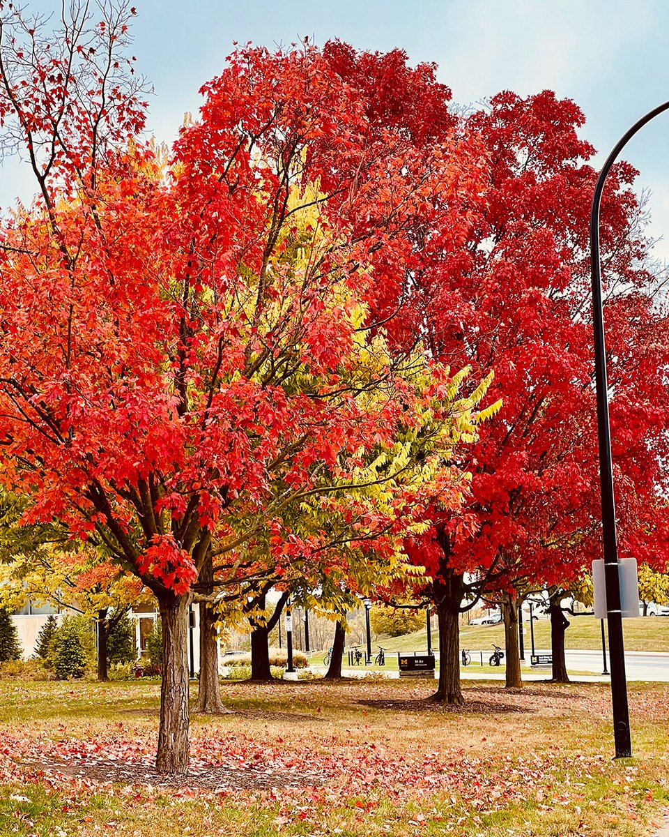 Autumn arrives on North Campus. 🍂