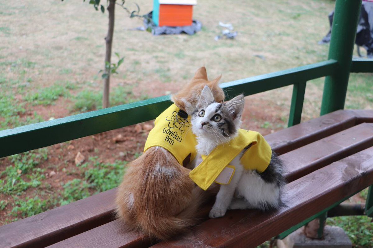 🐈Bir Gönüllü Pati, bir Gönüllü Pati’ye gel beraber bir Gençlik Merkezine gidelim demiş. 📍Özgecan Aslan Gençlik Merkezi