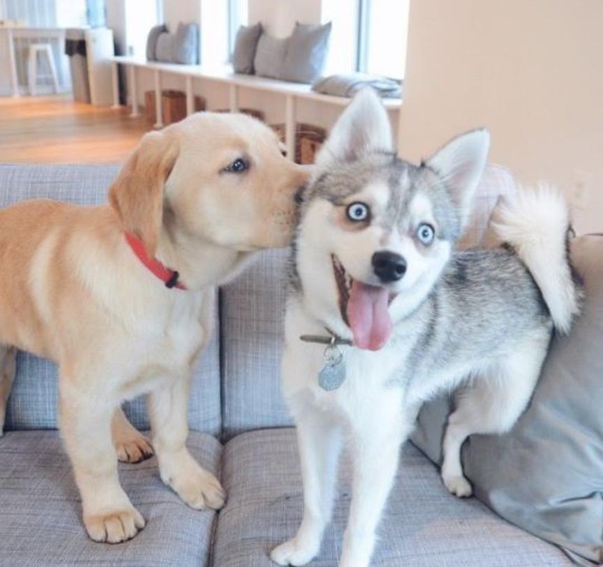 Cute Animal Pictures tweet media