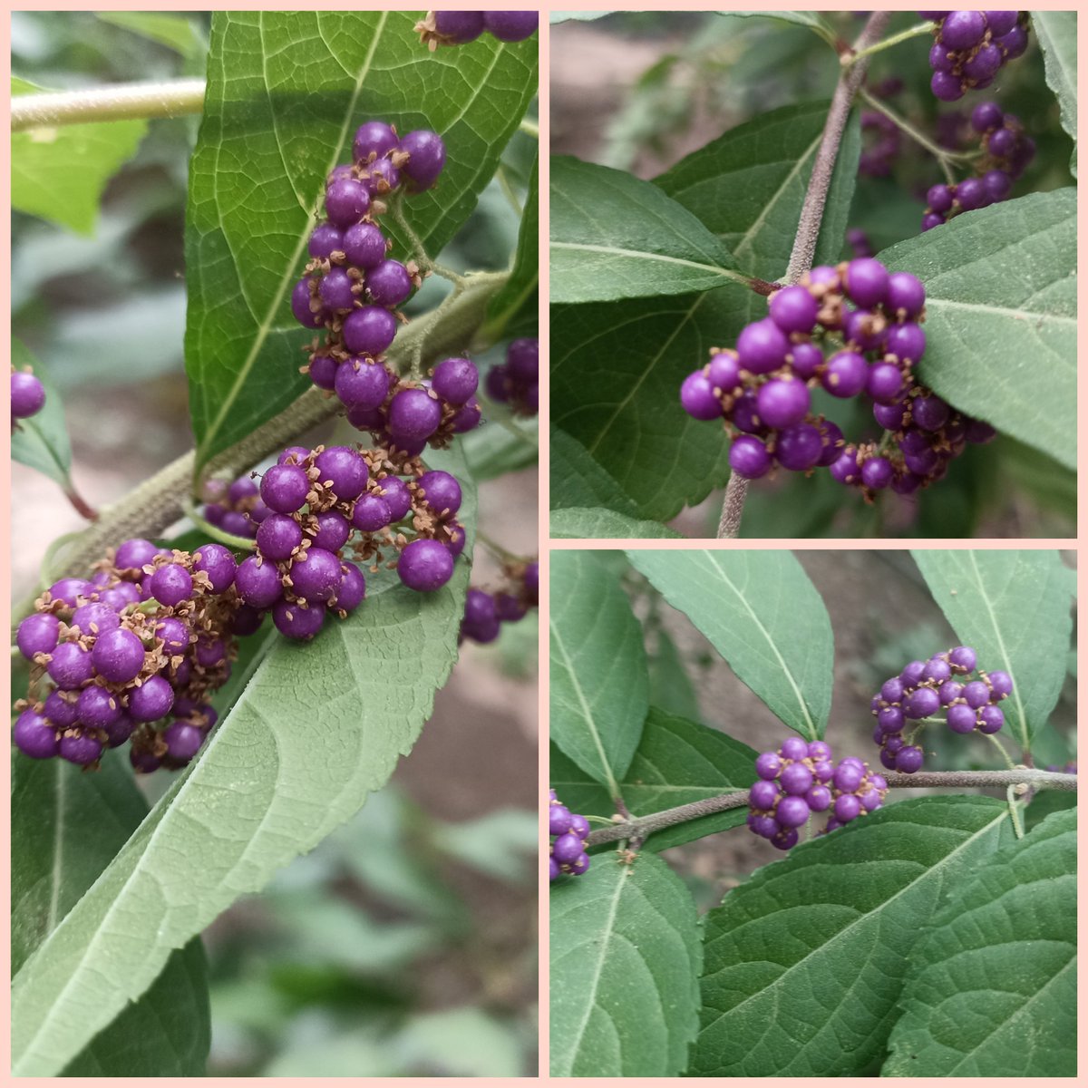 OgmTab's tweet photo. MOR İNCİ ÇALISI
Callicarpa bodinieri
Anavatanı Doğu Asya ve Kuzey yarımküredir.
Haziran ayında leylak renkli çiçekler açar.Ekim-Kasım ayında mor renkte inciye benzeyen meyveler verir.
 Merkezimizde bulunan mor inci çalısı meyve verdi.Görmek için bekleriz.
@eskisehirobm
@OGMgovtr https://t.co/4OICAsrTVq