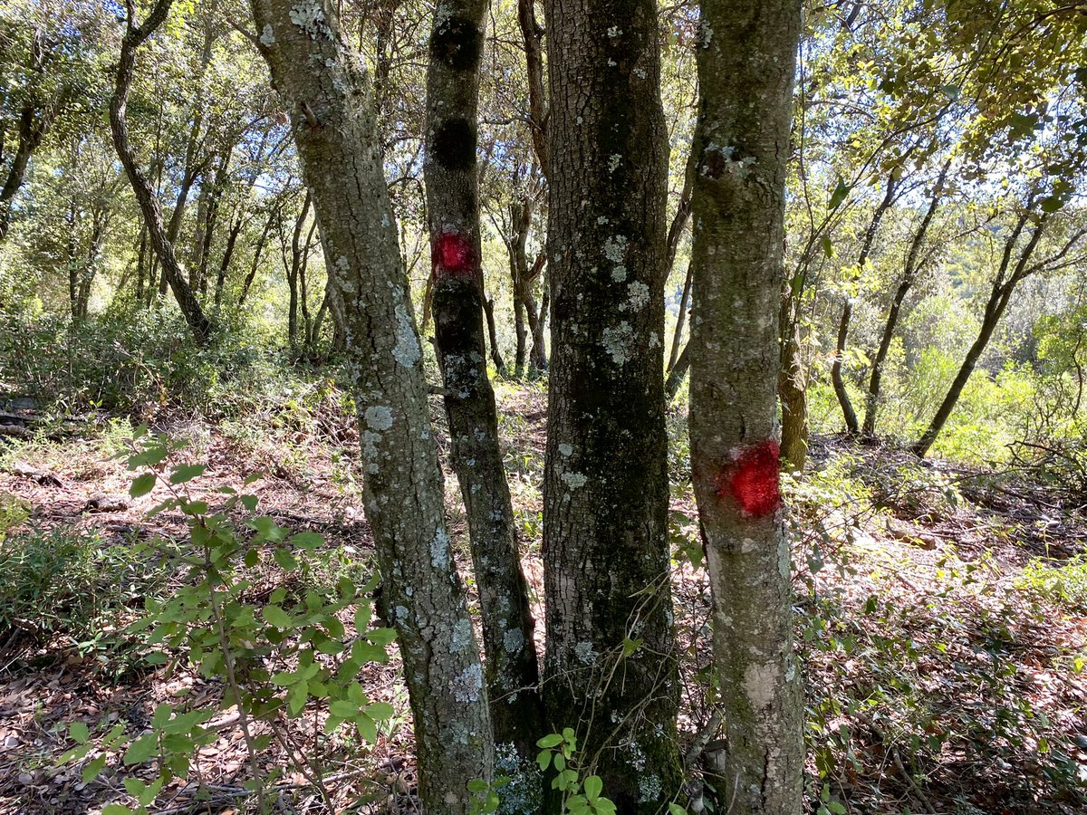 cargol_poater's tweet photo. Dos de quatre i la grossa es queda.#llenya 🪓🌳 https://t.co/Hx514wOf5m