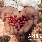 Photo by Ariosa coffee (@Ariosacoffee)